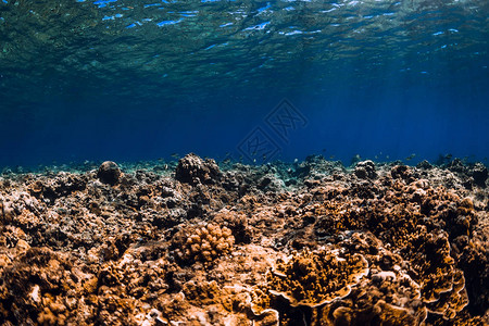 海水底部有蓝海中的珊瑚和图片