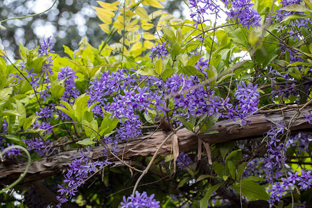 花园里有紫色装饰花的Petreavolubilis图片