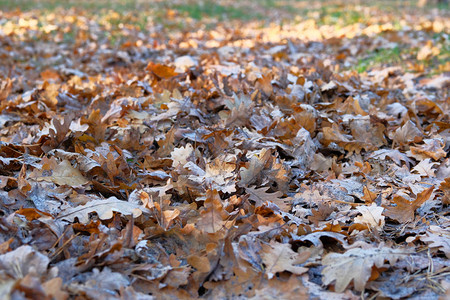 秋天的森林景色阳光明媚有橡树叶棕图片
