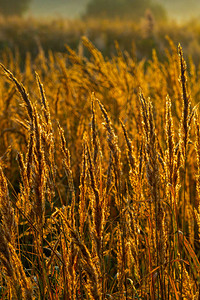 秋天清晨金色干燥长的斯巴达羽毛草背景图片