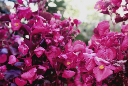 花坛中盛开的秋海棠粉色花朵公园里生长图片