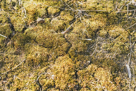 破碎的干地上的绿苔在地面图片
