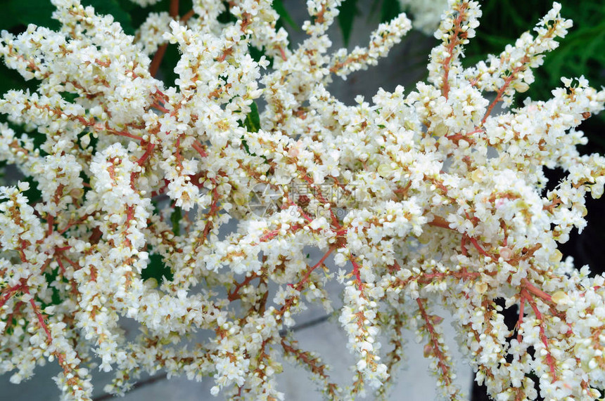 花园中的白色花朵多角形多色体图片