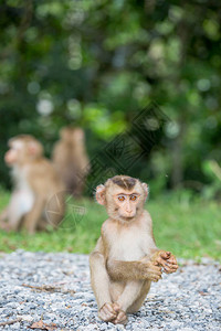 小猴子独自坐着p图片