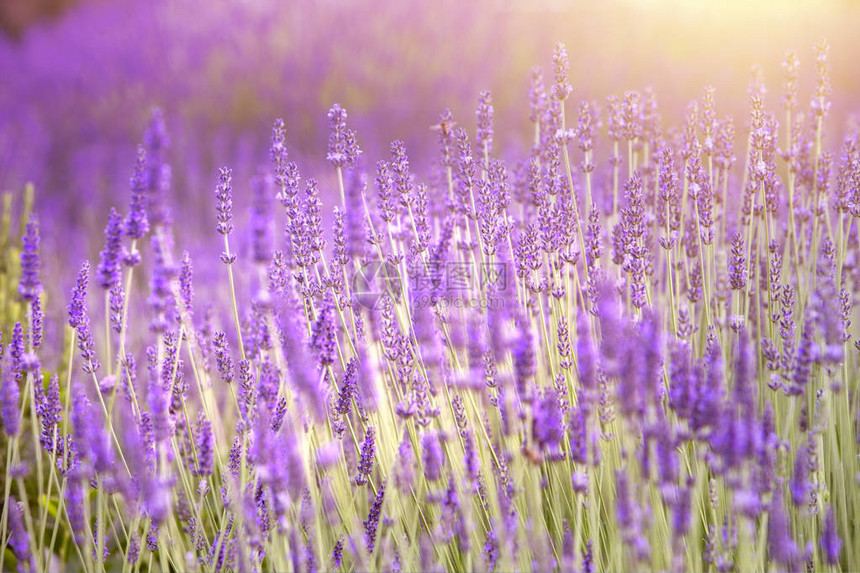 薰衣草田鸟瞰图紫色薰衣草花园美丽草药的温泉精油图片