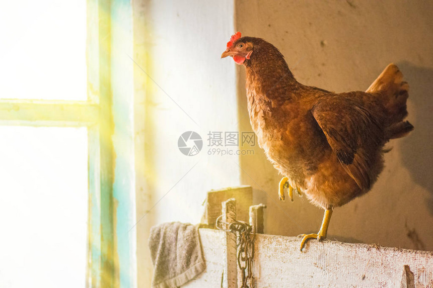 鸡肉贴近鸡肉鸡肉在图片