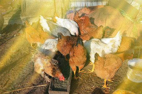 母鸡在舍里喂玉米与鸡群的农场业务鸡舍里的许多母鸡图片