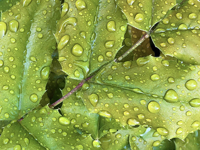绿叶上的雨滴或水滴图片