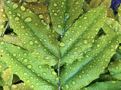 绿叶上的雨滴或水滴图片