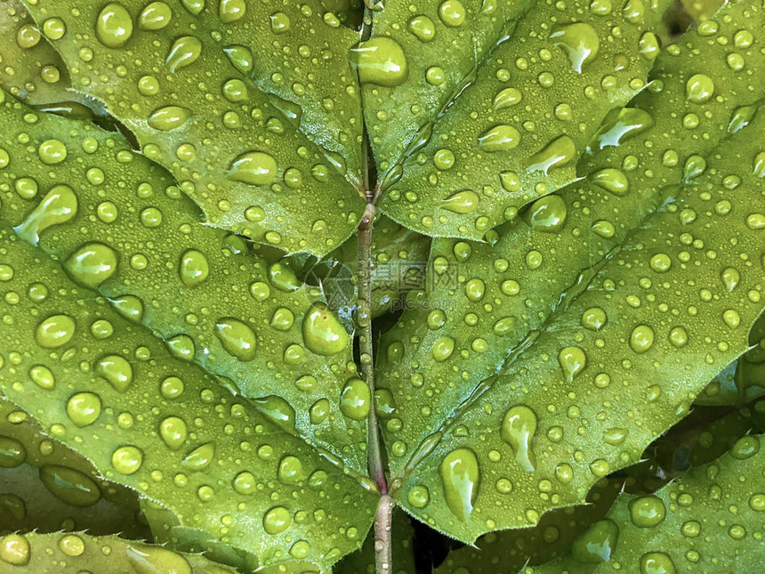 绿叶上的雨滴或水滴图片