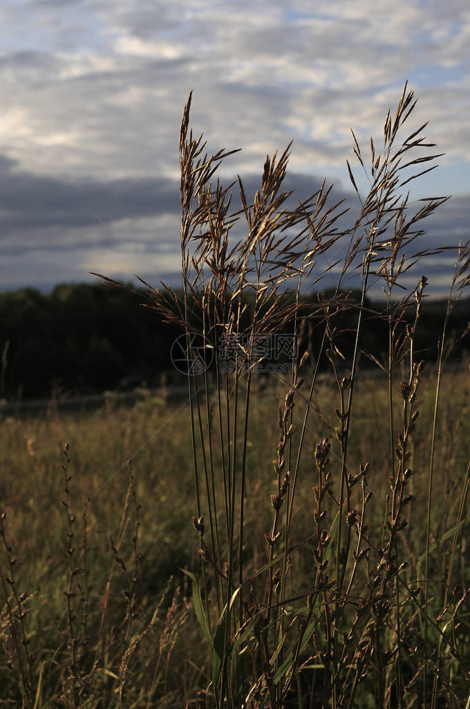 田野里高的绿草在阴天的夏天春草甸景观自然生态友好的照片与蓝天的墙纸选择焦点特写照片图片