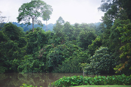 农村地貌景观热带森林在雨季期间的雨季图片