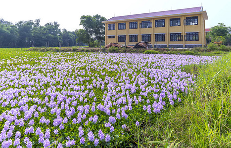越南中部有学校背景的水葫芦花田高清图片