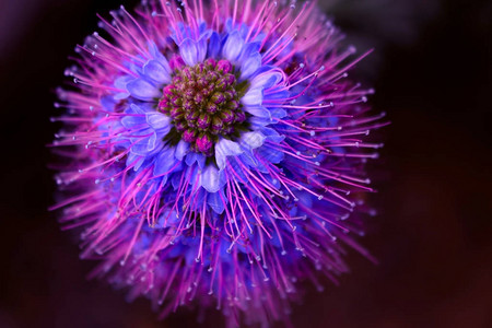 大自然上美丽的紫色热带花朵图片