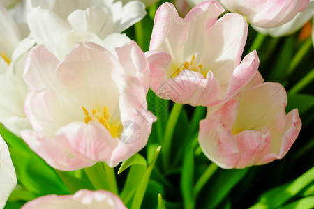 一束粉红色和白色郁金香的花束紧贴上图片