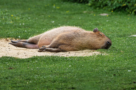 南美的哺乳动物是卡比巴拉Capybara图片