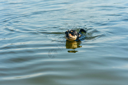 吉娃狗品种一只可爱的纯种小狗吉娃在河里的肖像黑白相间的野狗游来去图片