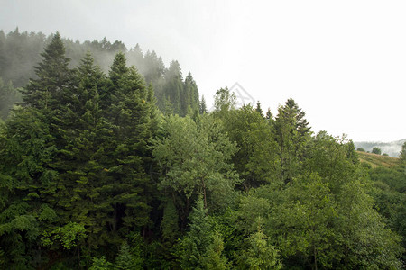 老云杉冷杉和松树森林中的健康绿树日出时雾中云杉图片