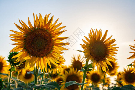 在与其他向日葵和蓝天的明亮黄色花瓣的领域开花的向日葵图片