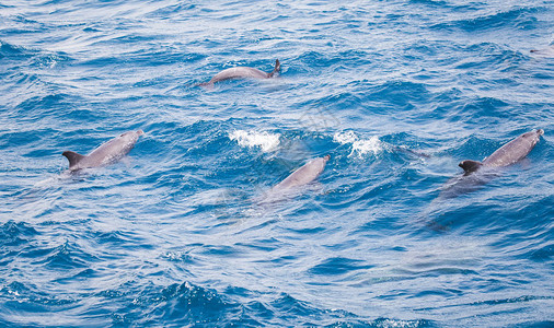 蓝色海水与野生海豚图片