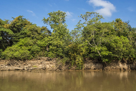亚马逊丛林到河岸巴西图片