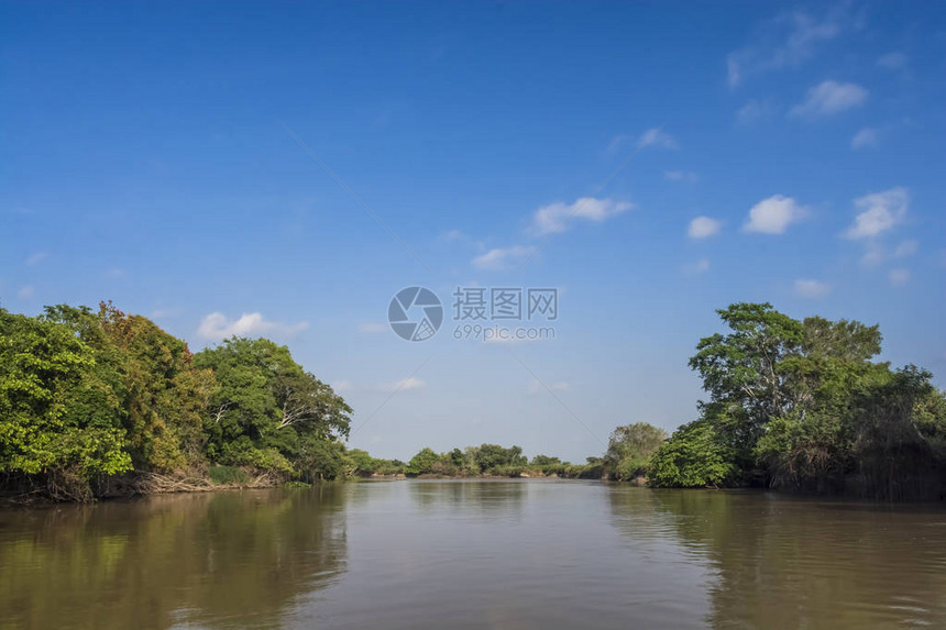 亚马逊丛林到河岸巴西图片
