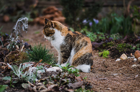 夏日花园里的短毛猫花园草地上的猫可爱的猫在公园里走图片