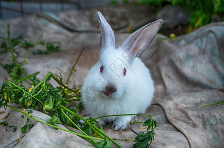 春天绿草背景中的兔子白兔坐在绿草上图片