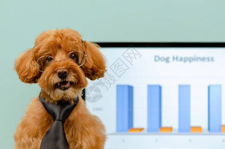 一只可爱的棕色玩具面条狗穿着领带和眼镜概念是图片