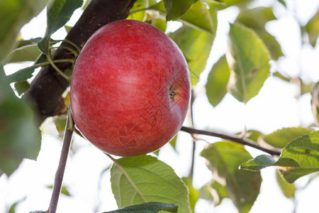 红苹果的特写镜头在花园的树枝上成熟果园里的树枝上挂着香醇的苹图片