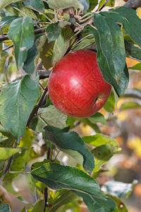 红苹果在花园的树枝上成熟果园里的树枝上挂着香醇的苹图片