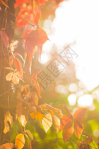 野生葡萄五颜六色的叶子藤蔓上的红叶缠绕一棵树秋天的红叶在阳光下图片