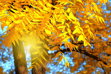 秋天的阳光黄色的秋叶城市公园天气暖图片