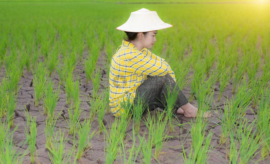 农妇坐在稻田里看着稻草图片