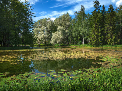 有睡莲的老池塘自然景观图片