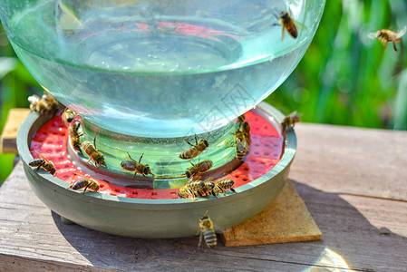 蜜蜂的饮水碗养蜂业饲养和喂养图片