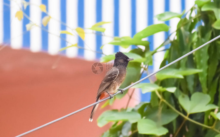 在电线中发现BulbulMynaSparrowPigeon和Babbler是印度城市图片