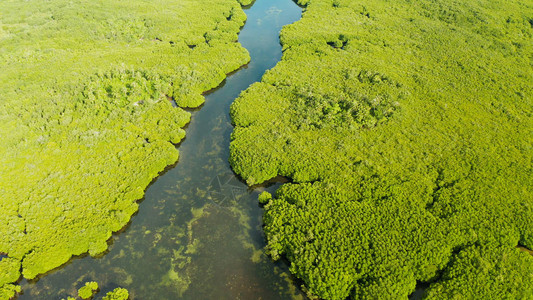 热带红树林河流的空中观察图片