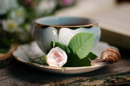 用旧瓷茶杯新鲜的玫瑰蜗牛和书来维持古老的生命Softfocusep图片