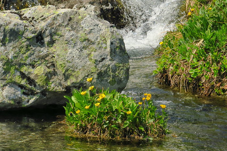 森林河涧水缓流淌长满苔藓的河流溪岩石生苔森林河溪流视图福图片