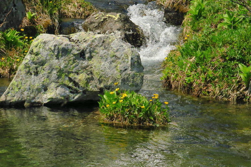 森林河涧水缓流淌长满苔藓的河流溪岩石生苔森林河溪流视图福图片