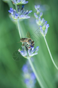 蜜蜂在薰衣草花上的特写图片