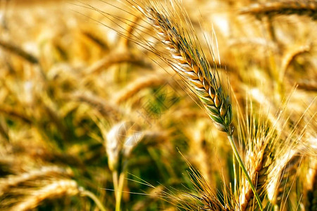 美丽的绿色小麦背景小麦田古老图片