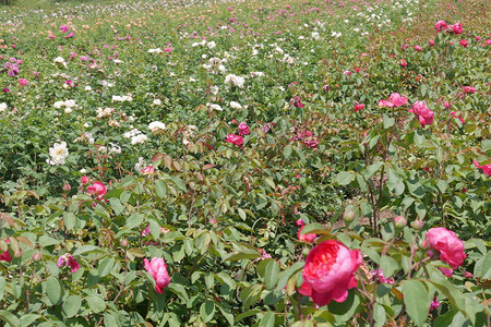 玫瑰养殖场培育玫瑰图片