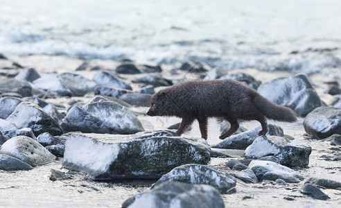 在冰岛冬季北极狐在石块上行走穿过图片
