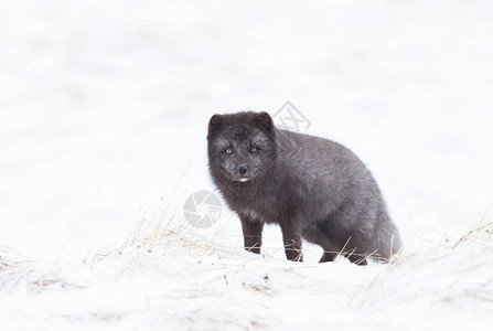 冰岛冬季北极狐图片