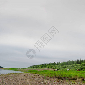 Yakut马群食草于Vilyu河岸边高清图片