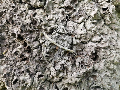 蚁模山面泥质地图片