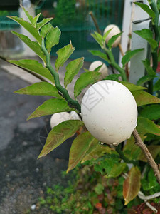空蛋壳用来装饰花园图片