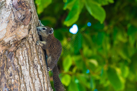 一棵树上的松鼠照片显示一图片